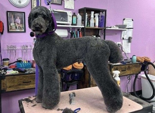 High-End Canine Grooming Business Ready for You